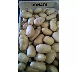 посадкова картопля сорт Донато 10кг