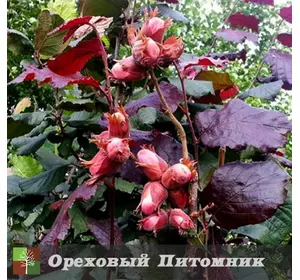 Краснолистный Фундук “Сирена” отводки Краснолистный Фундук “Сирена” отводки