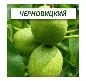 Грецкий орех Черновицкий, двухлетний