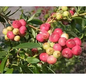 Саженцы голубики Розовый Лимонад (Pink Lemonade) Саженцы голубики Розовый Лимонад (Pink Lemonade)