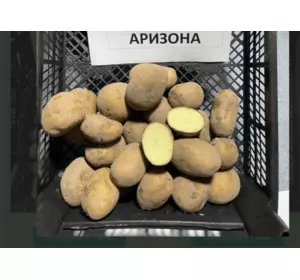 картопля Аризона, рання 10кг