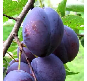 Саженцы сливы Амерс Саженцы сливы Амерс