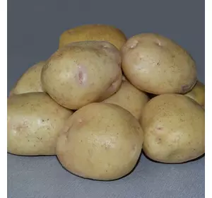 Невська (середньоранній) Єліта 10кг Невська (середньоранній) Єліта 10кг