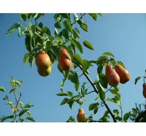 Груша “Талгарская Красавица” 2-х летняя Груша “Талгарская Красавица” 2-х летняя