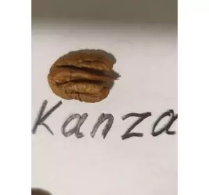 Пекан “Канза” (Kanza) 3-х летний