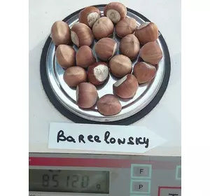 Фундук “Барселонський” 2-х річні відводки Фундук “Барселонський” 2-х річні відводки