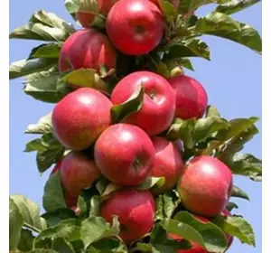 Саженцы колоновидной яблони Останкино