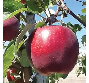 Саженцы яблони Моди (зимний сорт), подвой М9