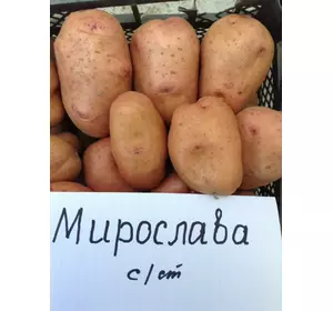 картопля Мирослава Єліта10 кг