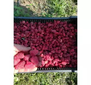 Саженцы малины сорт Джоан Джей 10шт Саженцы малины сорт Джоан Джей 10шт