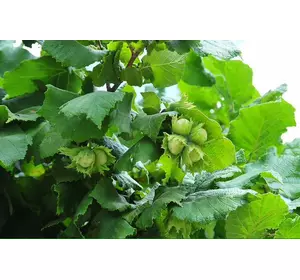 Фундук “Долинський” (отводки) Фундук “Долинський” (отводки)