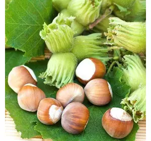 Фундук “Шедевр” 2-х річні відводки Фундук “Шедевр” 2-х річні відводки