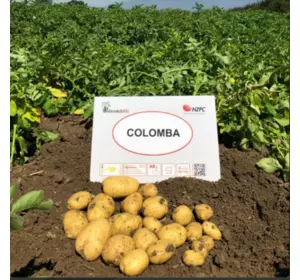 картопля Коломбо 10кг ( рання)