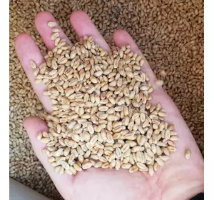 Семена твердой ярой пшеницы ZELMA 125ц/га. (Элита)