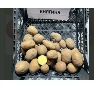 Опис картоплі Княгиня 10кг Опис картоплі Княгиня 10кг