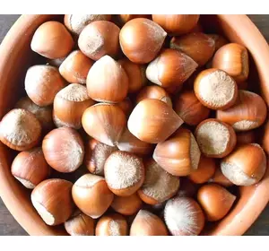 Саженцы фундука «Керасунд» (двухлетние) Саженцы фундука «Керасунд» (двухлетние)