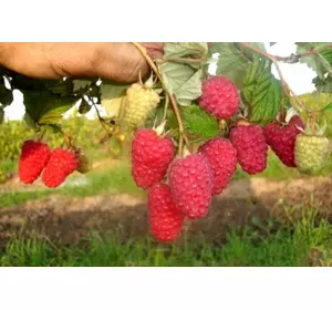 Саженцы малины сорта Феномен Саженцы малины сорта Феномен