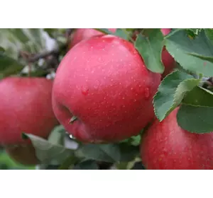 Саженцы яблони Флорина (зимний сорт), подвой М9