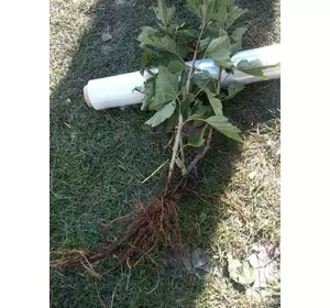 Саженцы 2-х лет смородины красной "Ровада" средне-поздний срок созревания Саженцы 2-х лет смородины красной "Ровада" средне-поздний срок созревания