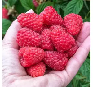 Саженцы малины сорта Зугана Саженцы малины сорта Зугана