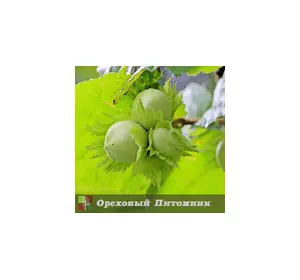 Саженцы фундука Галле 2лет Саженцы фундука Галле 2лет