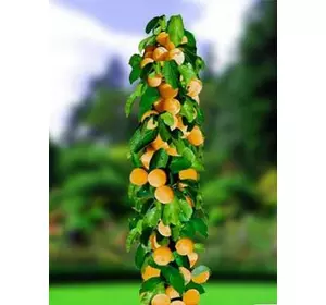 Абрикос Колоновидний “Радості Життя” (Joy of life) Абрикос Колоновидний “Радості Життя” (Joy of life)