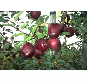 Саженцы яблони Джеромини (осенний сорт), подвой М9