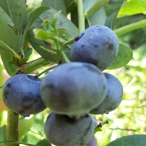 Саженцы голубики Беркли Саженцы голубики Беркли