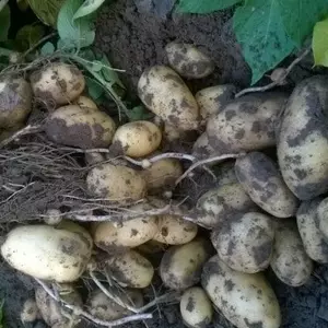 Насіннєва картопля середніх сортів