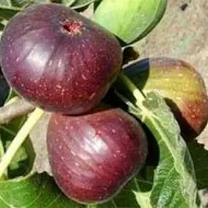 Саженцы инжира Саженцы инжира