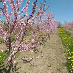Саженцы персика Саженцы персика