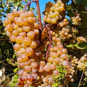 Винные сорта винограда Винные сорта винограда