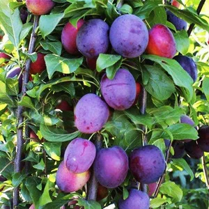 Саженцы сливы Саженцы сливы