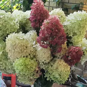 Товари для дома та сада Товари для дома та сада