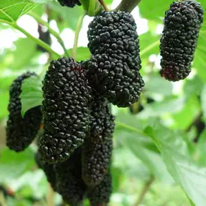 Саженцы шелковицы Саженцы шелковицы