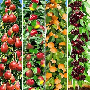 Колоновидные саженцы плодовых деревьев Колоновидные саженцы плодовых деревьев