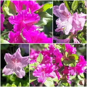 Вейгела Вейгела