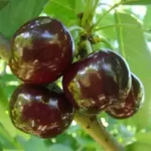 Саженцы черешни Саженцы черешни