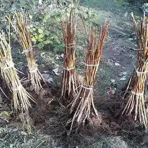 Саженцы малины Саженцы малины