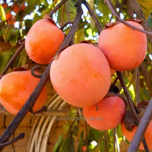 Хурма Хурма