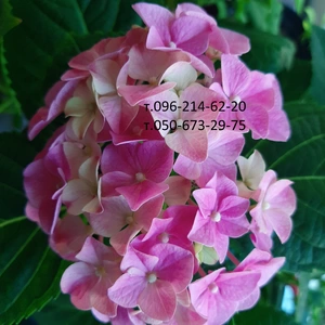 Гортензия Гортензия