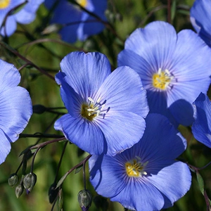 Органо-минеральные удобрения Органо-минеральные удобрения