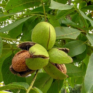 Привитые саженцы грецкого ореха Привитые саженцы грецкого ореха