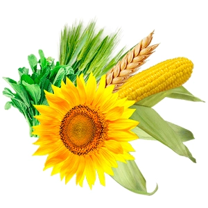 Насіння Насіння