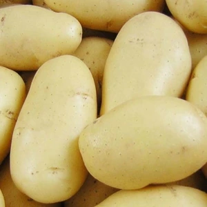 Насіннєва картопля пізніх сортів