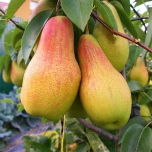 Саженцы груши Саженцы груши