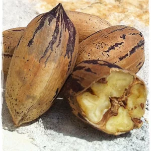 Саженцы ореха Пекан Саженцы ореха Пекан