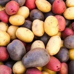 Елітна насіннєва картопля Елітна насіннєва картопля