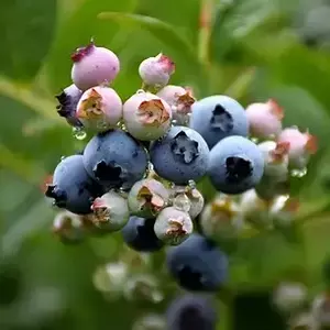 Саженцы голубики Саженцы голубики