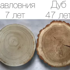 Павлония Павлония